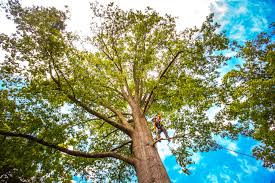 Best Commercial Tree Services  in Hays, MT