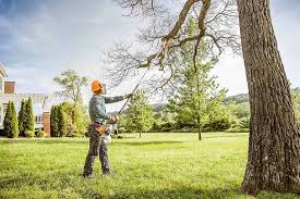 Reliable Hays, MT  Tree Services Solutions