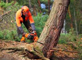 Seasonal Cleanup (Spring/Fall)