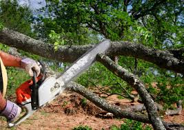 Lawn Pest Prevention in Hays, MT